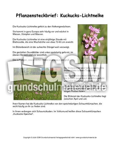 Steckbrief-Kuckuckslichtnelke.pdf